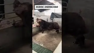 REPRODUTOR SU&Iacute;NO DUROC AMERICANO