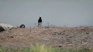 Blacksmith Lapwing