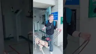 They won&rsquo;t let my guide dog into Hawaii?? 😢 #shorts￼