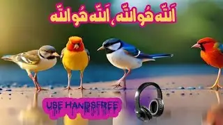 Allah ho Allah Nasheed | Amazing and Beautiful Birds Naat | Parrot Naat and natural beauty Urdu