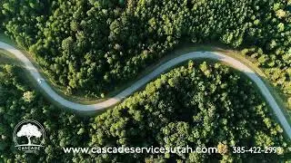 Tree Care Essentials with Cascade Tree Services: Learn from the Experts