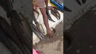 LIVE FISH SALE 🐟 porur market #porurmarket #fishmarket #livefish #freshfish