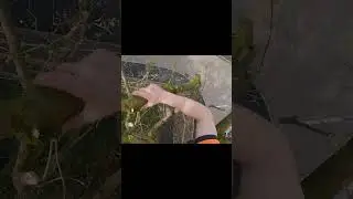 last minute crown lift full video on the channel #treeclimbing #treework #arborist #treeprunimg
