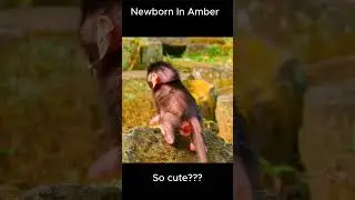 Congratulation! Newborn baby monkey!! #jane #tasana #janet
