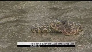Flooding brings snakes