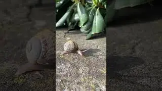 What are the properties & benefits of snail mucin / slime for skin? Lorstyle Italy