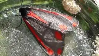 Tyria jacobaeae - Cinnabar moth - T&iacute;grisbursti - Fi&eth;rildi -  Skrod&yacute;r  -  Sumarfi&eth;rildi