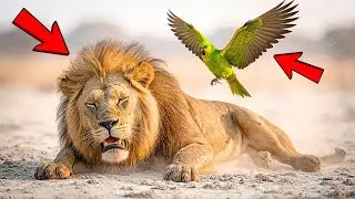 Un LEÓN estaba a punto de morir… y un LORO cambió su destino