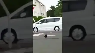 ахереtь ютуб качество жрет, оригинал из тик тока @Junior Cabral #memes #animals #cats #edit