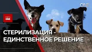 INFO ONE - ПРЕДЛАГАЕТ СДЕЛАТЬ СТЕРИЛИЗАЦИЮ СОБАК