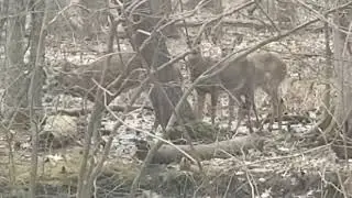 Deer in Pinevale, Reading, MA