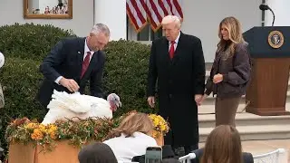 President Trump pardons two turkeys in annual White House Thanksgiving tradition