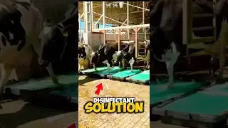Why Dairy Cows Walk Through a Disinfectant Bath After Milking