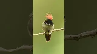Area are fantastic places to find endemic birds