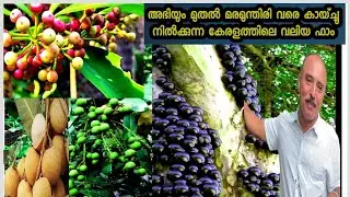 അഭിയും മുതൽ മരമുന്തിരി വരെ പുതിയ പ്ലാന്റുകളും അതിന്റെ പ്രത്യേകതകളും അറിഞ്ഞു തൈകൾ വാങ്ങാം#exotic sale