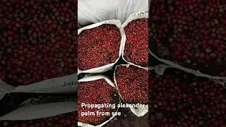 #propagating alexander palm from seeds#how to propagate palm trees