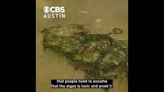 Toxic blue-green algae detected at Lady Bird Lake & Lake Austin monitoring sites