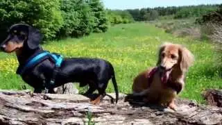Sunny dog walk with Mabel & Dudley mini dachshunds