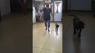 Mocha, 10 week old pup training.