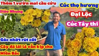 17-1☎️0899499660 gặp Thùi🌲Vườn mới chia sẽ mai chơi Tết -Cúc Thọ Hương-Giảo Nhung-Cúc Tây Thi🌲