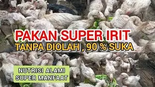 Pakan Alami Entok Bernutrisi, Irit dan Bikin Kenyang !! 