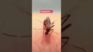 Animals That Will Go Extinct By 2025 🥺