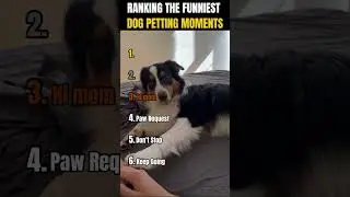 RANKING THE FUNNIEST DOG PETTING MOMENTS 🐶💖 | Can&rsquo;t get enough