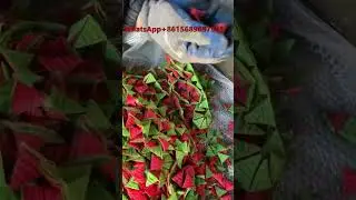 Bicolor Bugle Chips Snack Food Process Line Machine Equipment Made in China