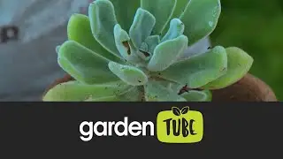 Water Wise Gardening