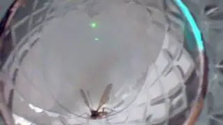 Wasp Cranefly Thing Part 2