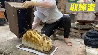 放在朋友家的蜜蜂有蜜了，阿溜要过去领工资，刚去就被问候了一下【莆农阿敏】