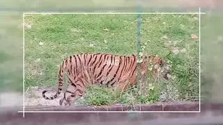 Royal Bengal Tiger in Alipore Zoo | Kolkata | West Bengal | India