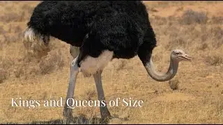 The Amazing World of Ostriches: Fascinating Facts Revealed!