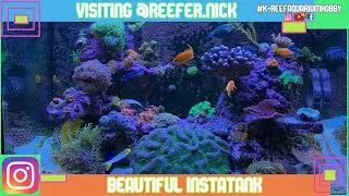 Reeftank from Reefer-nick @ instagram / with english subtitles