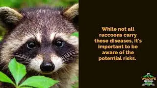 Raccoon Exterminator Palm Bay - AAAC Wildlife Removal