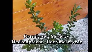 Ostrokrzew Meservy 'Heckenpracht'- Ilex &times;meserveae 'Ostrokrzew hacken - Niebanalna roślina do ogrodu