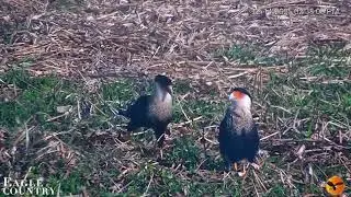Eagle Country~ Tender Moments & Close Ups 🧡 Crested Caracara -December 14, 2025