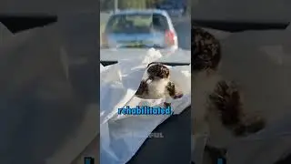 Спасение детеныша ржанки из канализации #шорты