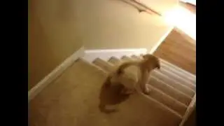 2 yr old lab teaching 8 week old lab to walk downstairs
