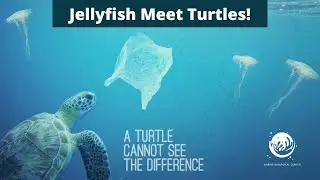 Jellyfish Meet Turtles!