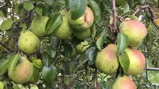Сорт груши Любимица Клаппа без ХИМ обработок