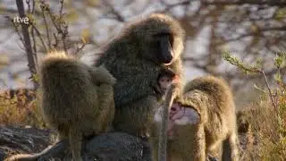 Babuinos: Una familia muy salvaje  🐒 🐒 | Documental HD de animales de AFRICA en Kenia.