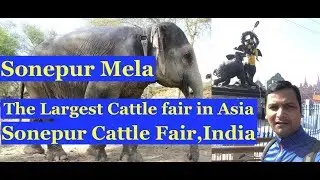 Sonepur Cattle Fair I Largest Cattle fair of Asia I Bihar I India I The Bucket List Journal