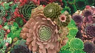 Sempervivums Succulent | Leaf and Designs | Suculentas  #succulentid #succulents