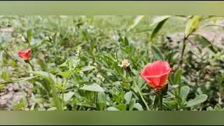 Relax Music - Sun Plant Flower