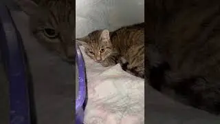 Shivering Cat Discovered In The Freezing Rain, Gasping For Each Breath