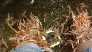 Fish spa live in Malaysia herbaline facial