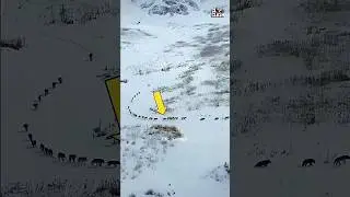This Wolf Formation Will Change How You See Leadership #shorts #facts