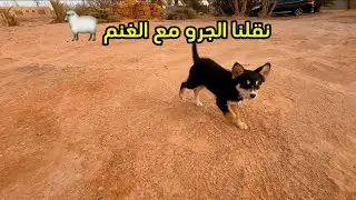 توليف الجرو مع الغنم. 🐑