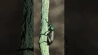 This beetle has a metallic color